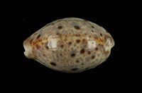 藏品(山貓寶螺)的圖片